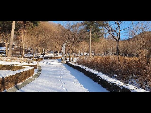 숲에서한나절-눈내린 숲 #유명산 #자생식물원 #마지막 #모니터링