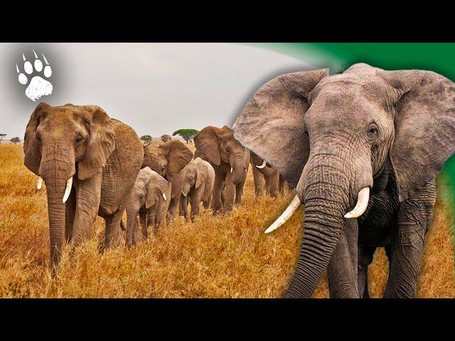 SECRETS of the Giants of the Savanna!  - Wildlife Documentary HD