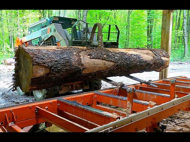 Hemlock on the Sawmill.