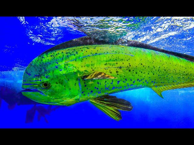 How to catch Mahi on live baits