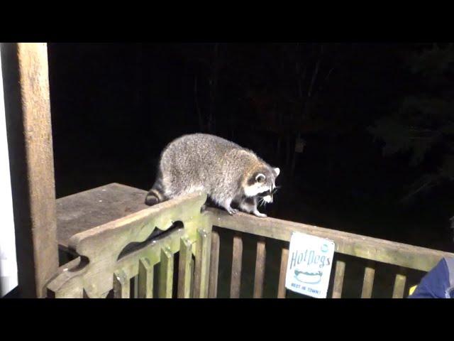 Eighteen Raccoons 24 Sep 24