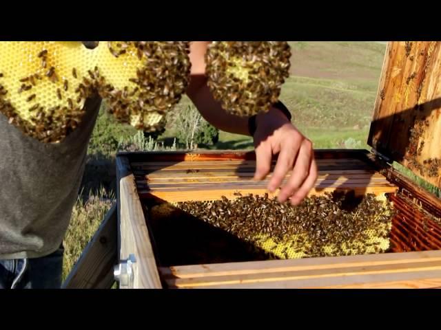 Beekeeping with Cody 2016: Bee Update June