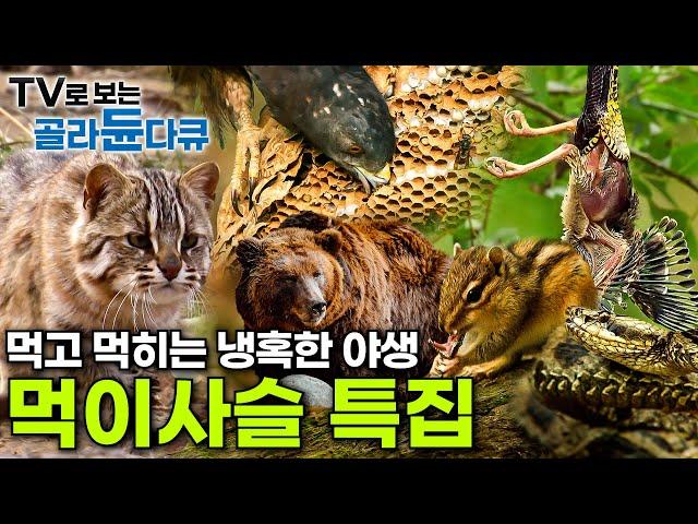 ️EBS Natural Documentary Food Chain Collection ┃#EBSdocumentary┃#골라듄다큐