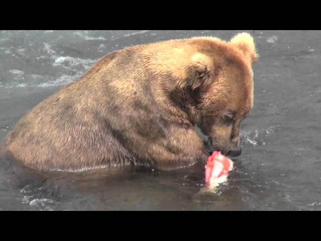 Alaska, grizzly bear eating salmon