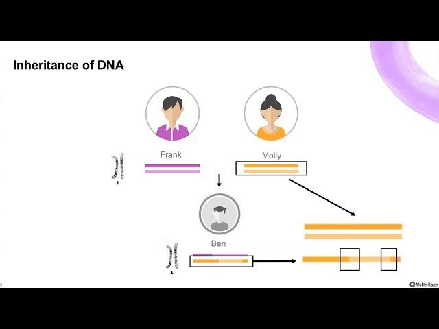 Working with DNA segments on MyHeritage