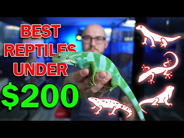 5 Pet Reptiles Under 200 dollars