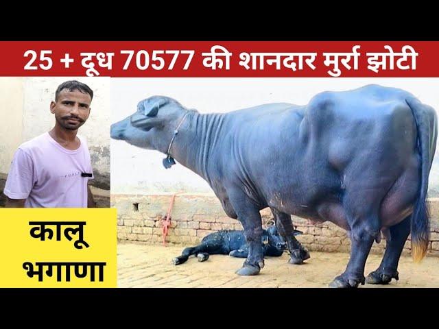 25 + दूध 70577 की शानदार मुर्रा झोटी , कालू भगाणा की मुर्रा भैंस ,