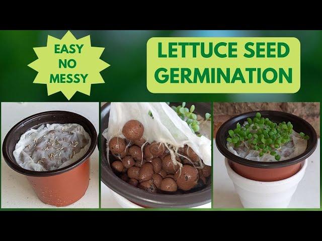 How To Germinate Lettuce Seeds In Clay Pebbles | Easy Hydroponics