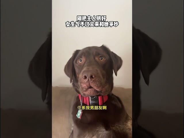 抚慰犬：那我将才做的算什么精神抚慰犬 狗子成精了 萌宠出道计划 治愈系 狗狗 @DOU+小助手