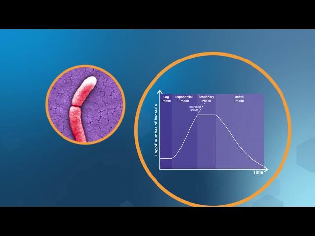 Bacterial Growth in the Lab