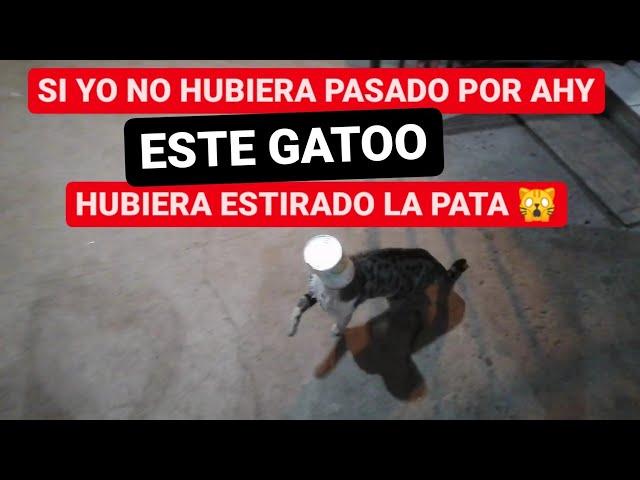 gato mete la CABEZA EN UNA LATA y casi Mu3r3 #josedejesusmx