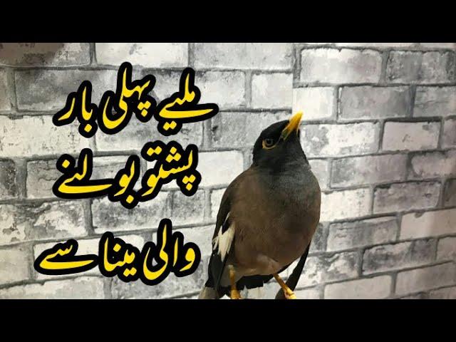 Amazing Bird Pashto Speaking | Pashto Bolne Wali Myna