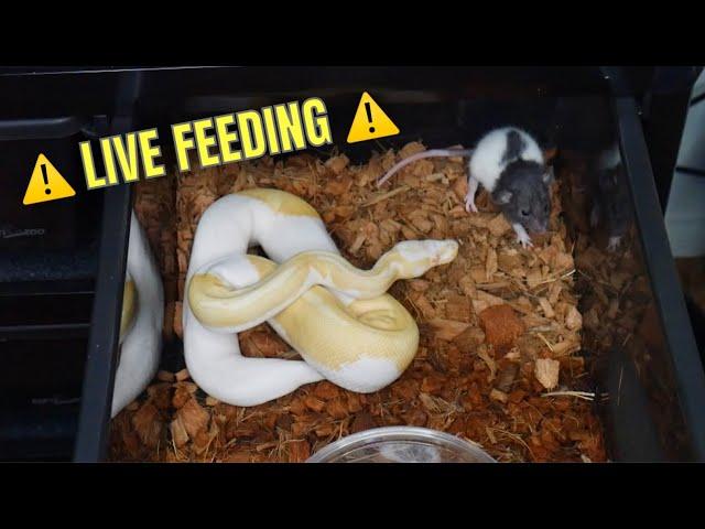 Ball Python Live FEEDING! | Episode 1