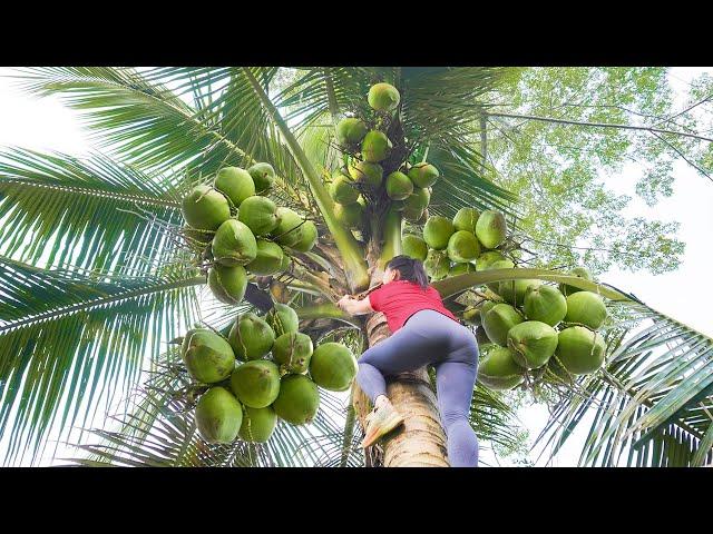 Harvesting Coconut Goes To Market Sell - Take Care Ducks And Chickens | Phuong Free Bushcraft