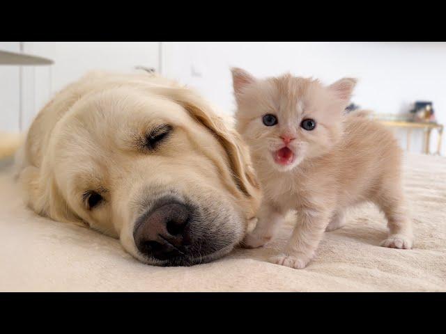 TINY KITTEN Is The Boss Of His Lovely DOG!