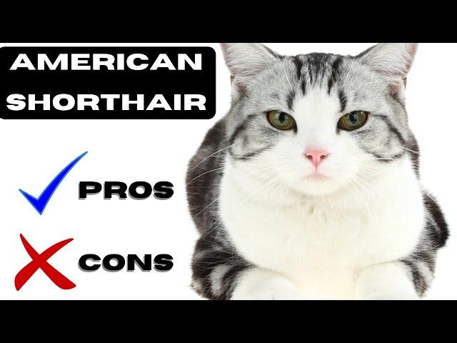 American shorthair Pros and Cons | "Shorthair? Long List of Love!" | "America's Fluffy Sweetheart!"