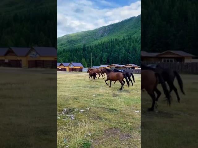 #Алтай Это была интересная прогулка!!