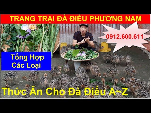 Tổng Hợp Các Loại Thức Ăn Cho Đà Điểu, PHUONG NAM TV, Trang Trại Đà Điểu Phương Nam