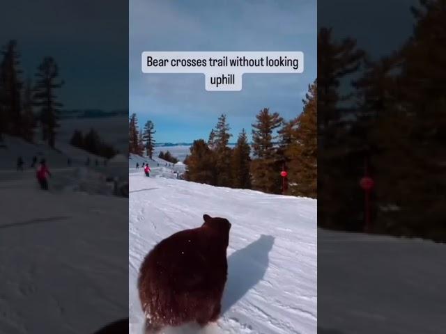 Medved na skijalištu - Bear on the ski resort!