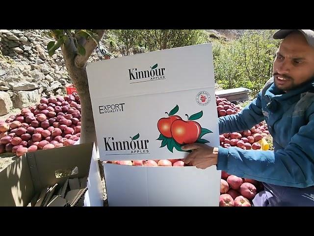 Apple  Harvesting...in Himachal Pradesh, the 'Apple State' of India  ...