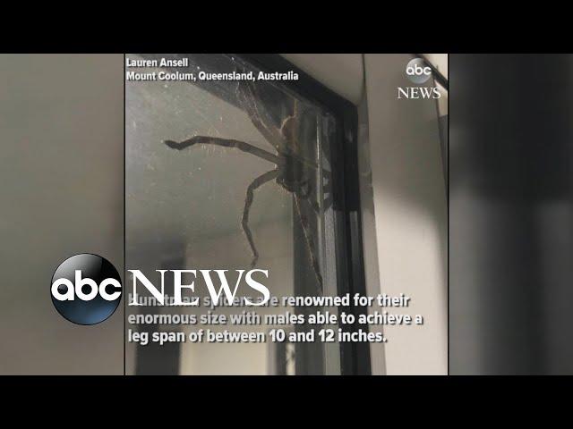 Hauntingly huge spider spotted in Australia