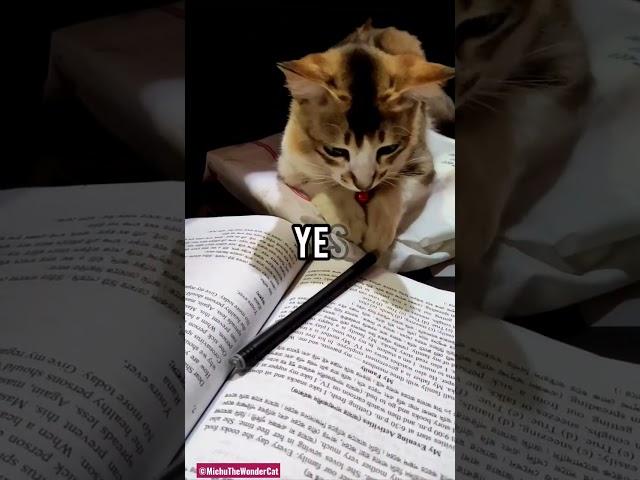 Have u ever been told that, you are cute before? #shorts #cat #catvideos #catfunny #funnyshorts