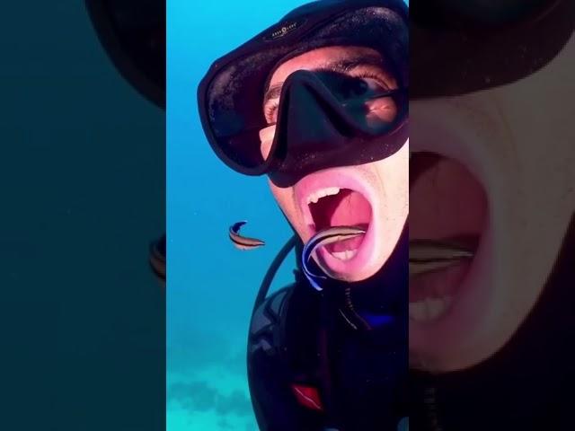 Diver uses LIVING toothbrush as he lets fish clean his mouth underwater