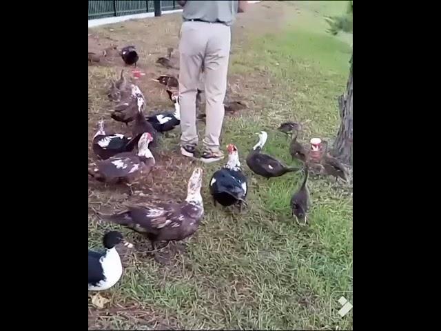 Bitten By Wild Muscovy Duck While Feeding Them
