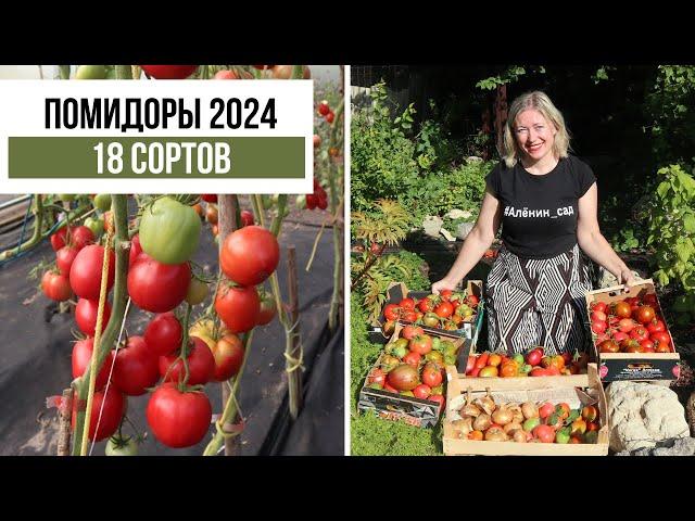 Шикарный урожай томатов! 18 сортов помидоров