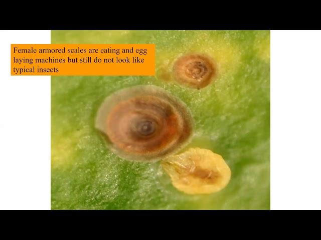 Scale Insects Life Cycle and Management