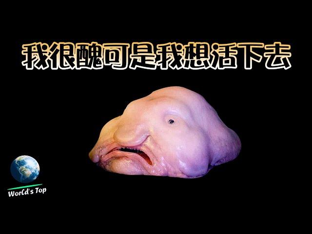 5 of the world's ugliest endangered animals! I'm ugly but I want to live! ｜World's Top