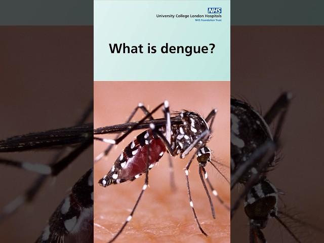 What is dengue? #shorts