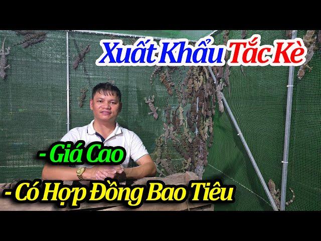 Vật Nuôi Tiềm Năng - Thị Trường Đầu Ra Lớn/ Trại Tắc Kè Lớn Nhất Miền Bắc