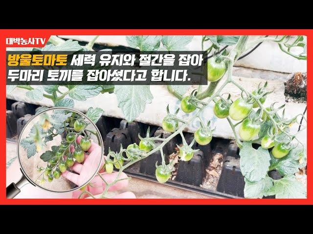 [대박농사 TV 39] 방울토마토. 3화방부터 사용하셔서 절간이 잡히고, 줄기는 힘있게 뻗어나가고, 새순이 검게 되면서 잎도 두꺼워져 대박농사 될 것 같다고 하십니다.