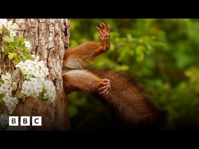 The 10 funniest animal photos of the year | BBC Global