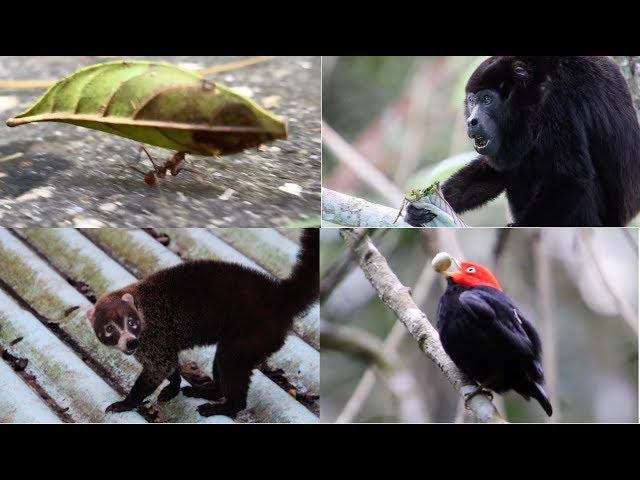 Animals of Panama!
