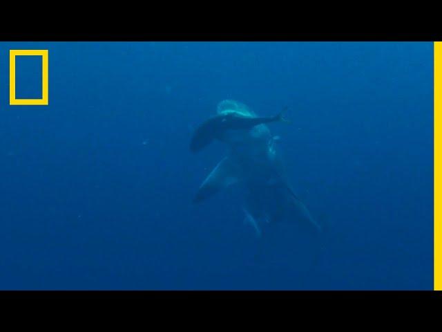 Les carangues, ce met tant apprécié du requin-bouledogue