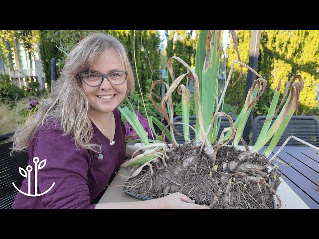 How to Plant and Divide Irises 