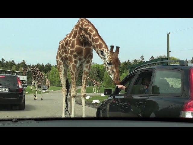 SERENGETI PARK HODENHAGEN - SAFARI IN EUROPA