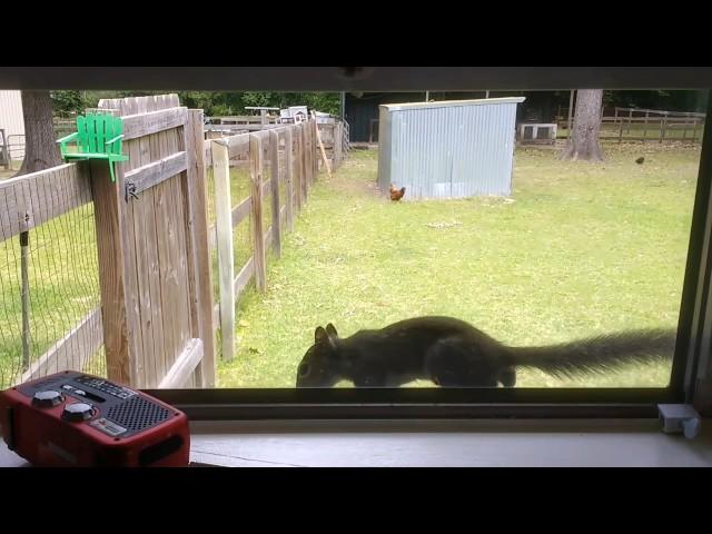 The cat is unimpressed with the squirrel