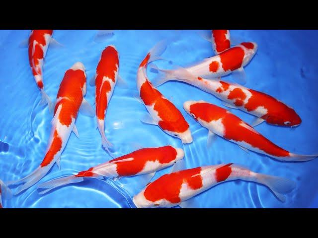 Selecting 15 Kohaku Koi Fish | KOI SELECTION