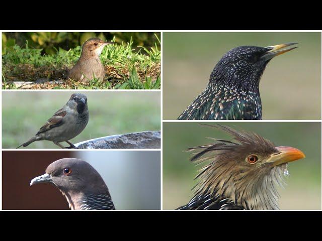 AVES del PARQUE de Casa en INVIERNO *  BIRD from the House PARK in WINTER