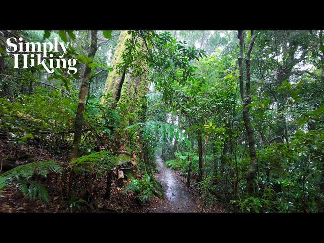 Rainforest Hike in Heavy Rain ️  | 4k Ambient Adventure (rainfall, nature sound, walking ambience)