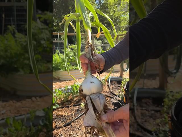 What happens when you plant store-bought garlic?