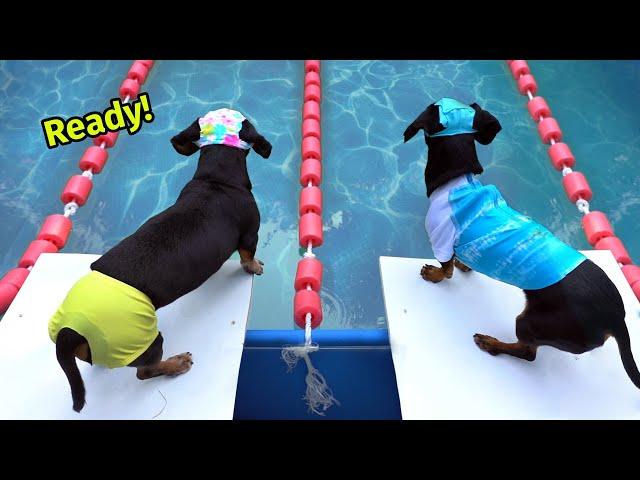 The Wienerlympics! - Cute & Funny Wiener Dog Video!