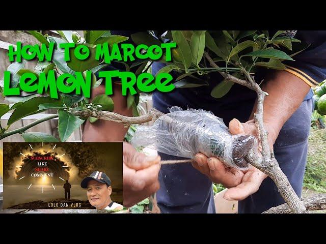 How To Marcot Lemon Tree