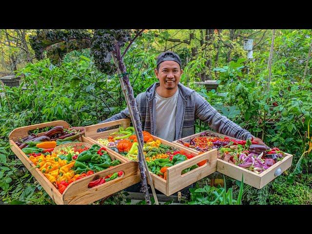 We are harvesting all 34 colourful peppers and what we made with them