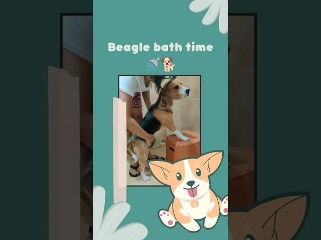 Beagle Care ‼️How to bathe your beagle dog in 6 easy steps   #shorts #beagle #dog #subscribe