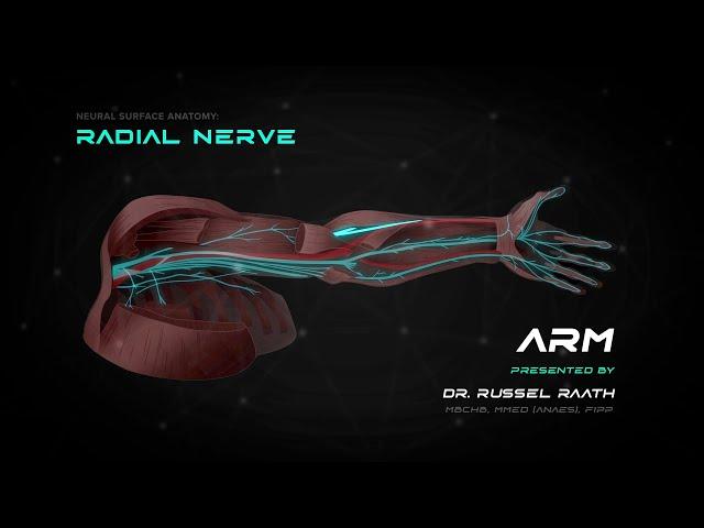 Locating and Treating the Radial Nerve - Stimpod NMS460