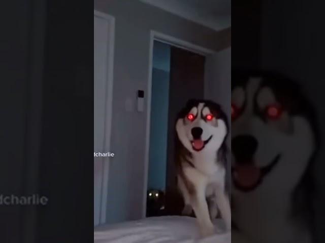 Кто тоже боится smile dog?